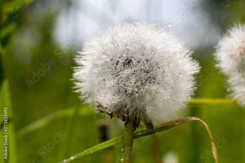 White fluffy dandelion with dew drops close-up in nature. Forest.