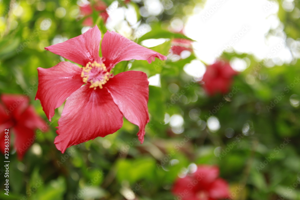 Obraz premium Red hibiscus
