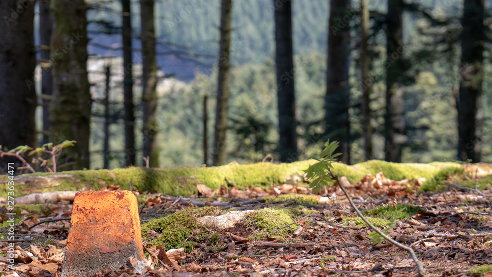 Obraz premium Une borne en forêt