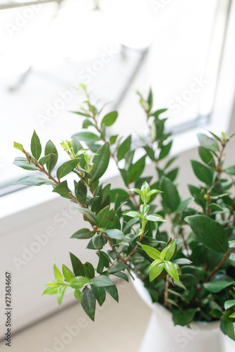 Boxwood myrtle branch in white wase