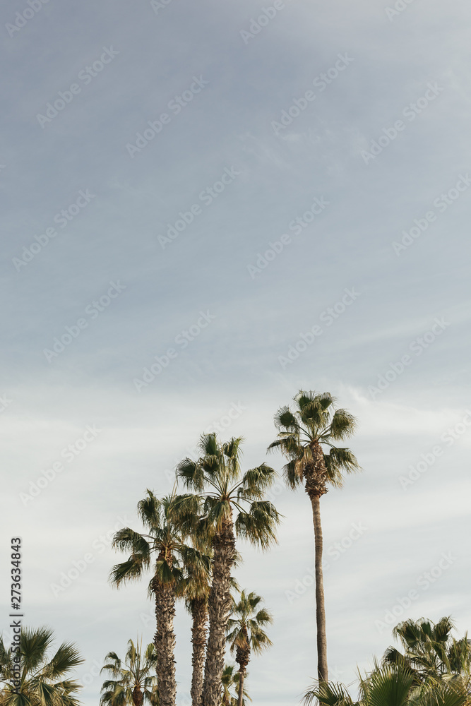 Palm trees in Malaga, Andalusia in Spain with a lot of white space
