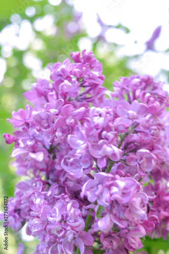 Lilac shrub flower blooming in spring garden. Common lilac Syringa vulgaris bush