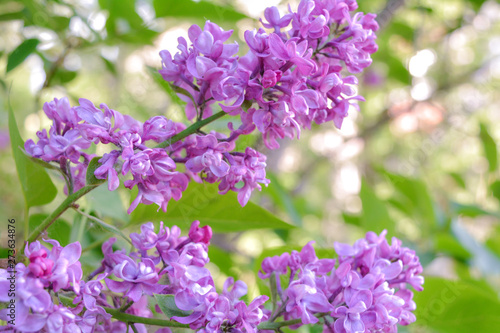 Fototapeta Naklejka Na Ścianę i Meble -  Lilac shrub flower blooming in spring garden. Common lilac Syringa vulgaris bush