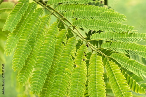 Tree Texture branches green leaves Exotic flowers background nature