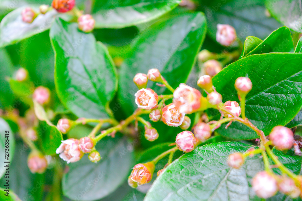 Close up of flower buds at the tip of a bush branch starting to bloom in spring Close up of flower buds at the tip of a bush branch starting to bloom in spring