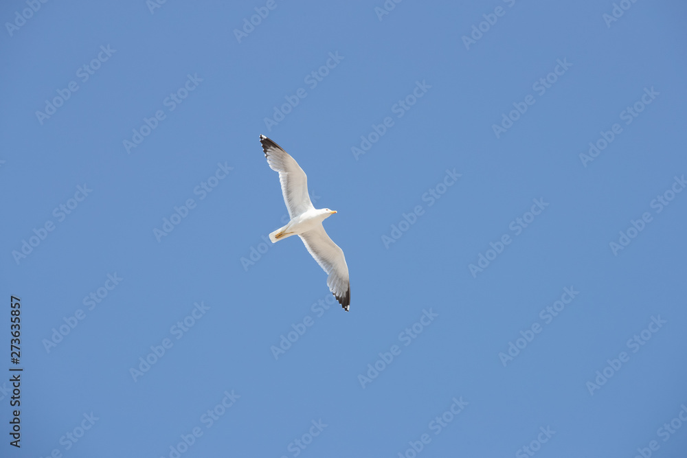 seagull in flight