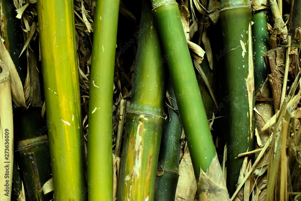 Obraz premium bamboo on black background