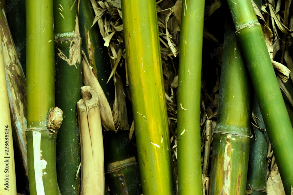 Fototapeta premium bamboo background