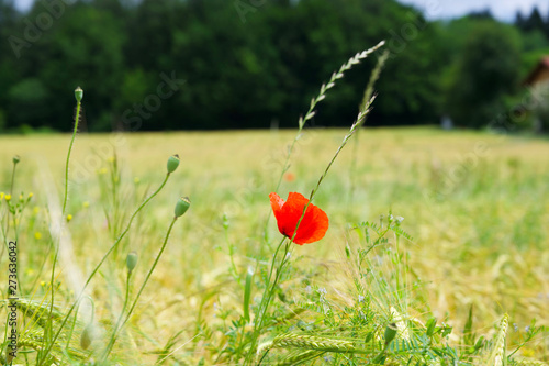 Mohn im Gerstenfeld in schöner Sommerlandschaft photo