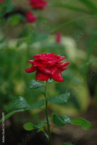 Red wet rose