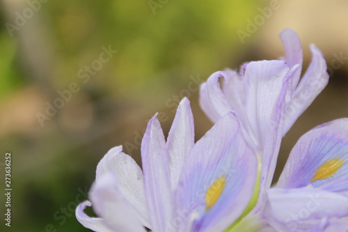 Water hyacinth flower  lavender color flower.