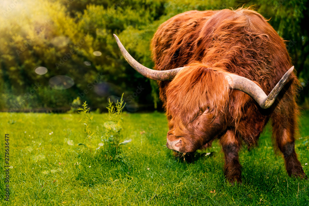 Scottish Highland Cow grazing on grass in Scotland