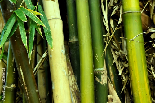 Bamboo canes forest by jungle