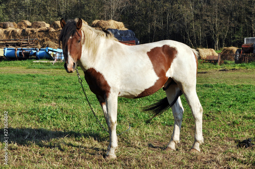 brown or white horse walking outdoor © Nattesha