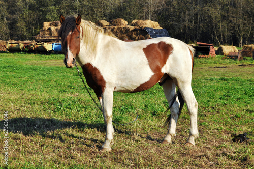  beauty brown or white horse © Nattesha