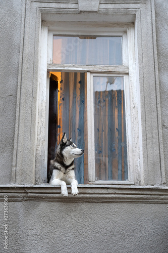 Siberian husky dog with blue eyes sits in the window and waits for the owner