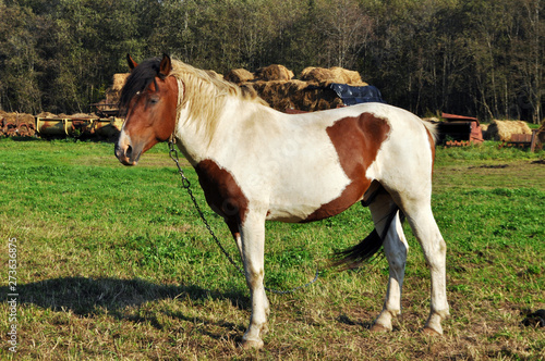  brown or white horse walking outdoor © Nattesha