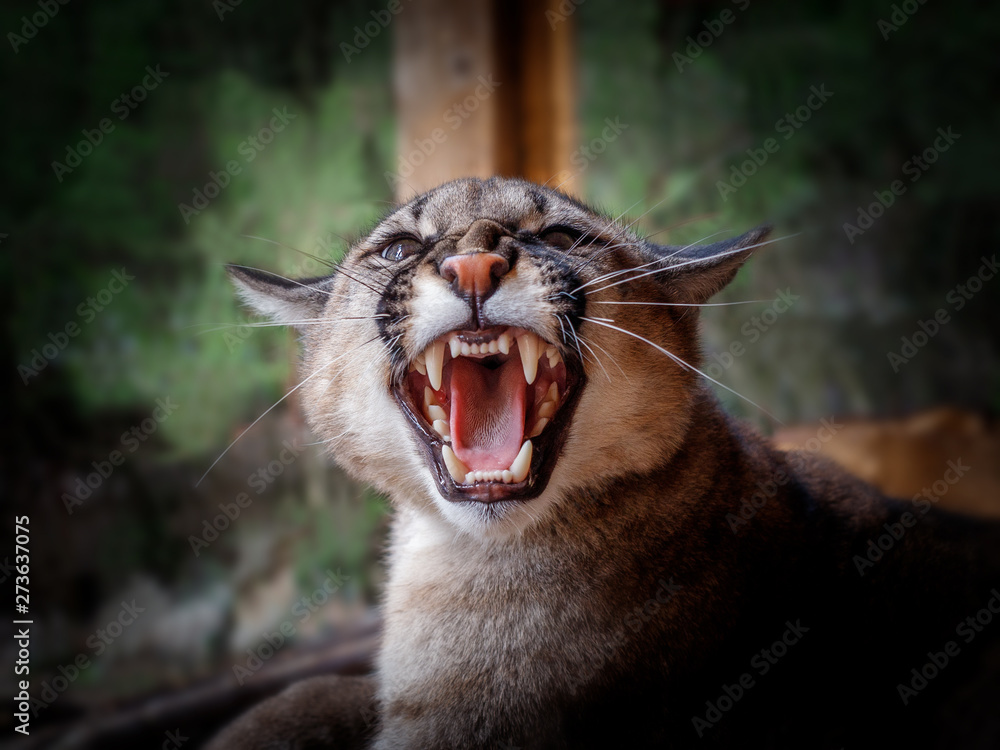 Angry puma young Stock Photo | Adobe Stock