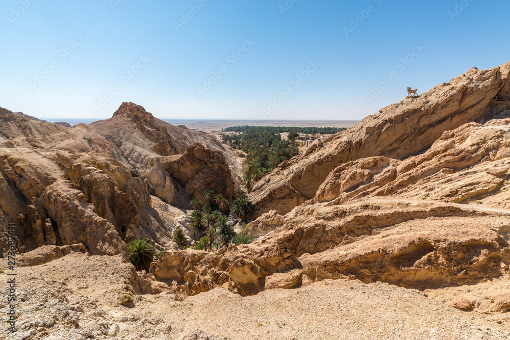 Fototapeta premium Chebika Oasis in Tozeur, Tunisia