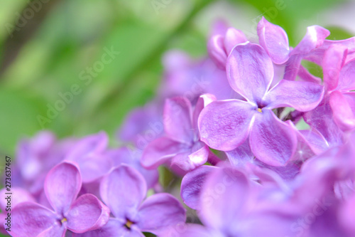 Lilac shrub flower blooming in spring garden. Common lilac Syringa vulgaris bush © Koxae