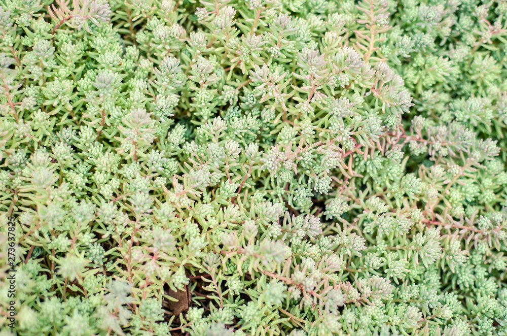 Sedum stonecrop Spanish close up in a summer Sedum stonecrop Spanish close up in a summer
