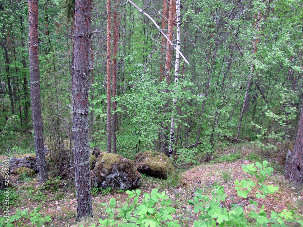 tree in the forest tree in the forest