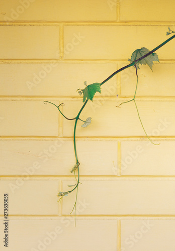 Ivy liana on pale yellow brick wall.