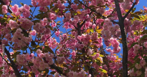 Beautiful blooming pink sakura waving on the wind, 4K.