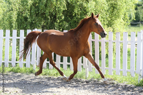 Beautiful healthy youngster canter against white paddock fence