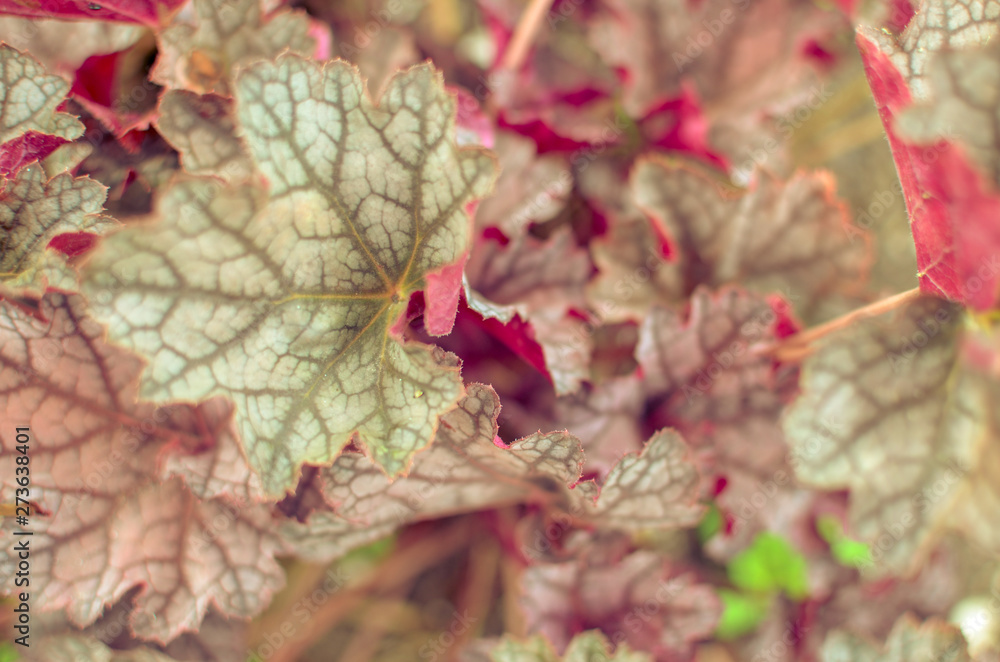 Obraz premium Heuchera micrantha plants with red leaves background