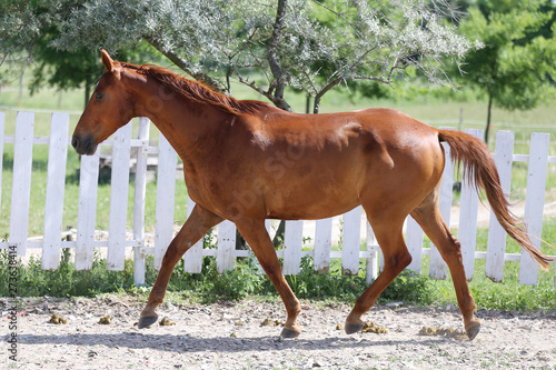 Beautiful young chestnut colored horse galloping in the corral summertime