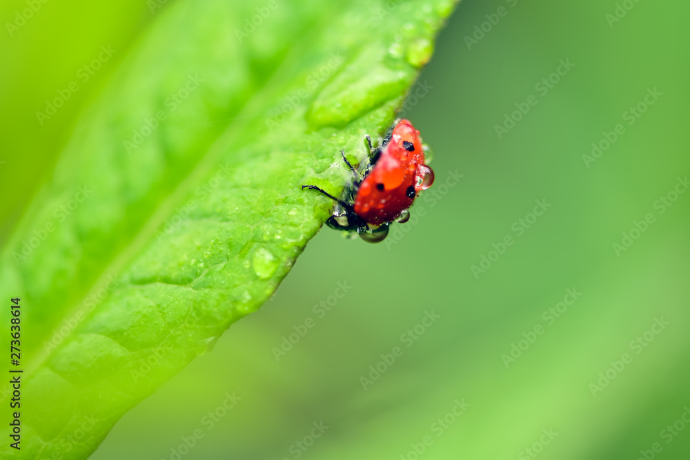 Macrophotography of large and red with black dots ladybug sitting on a plant afrer rain in the garden. Macrophotography of large and red with black dots ladybug sitting on a plant afrer rain in the garden.