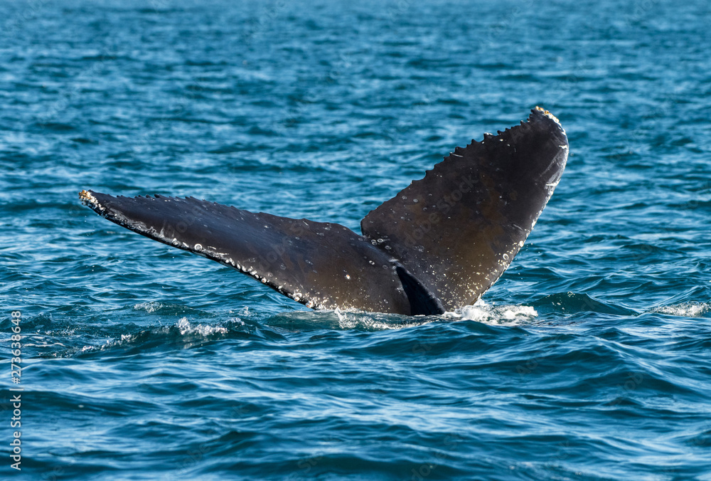Fototapeta premium Humpback 2