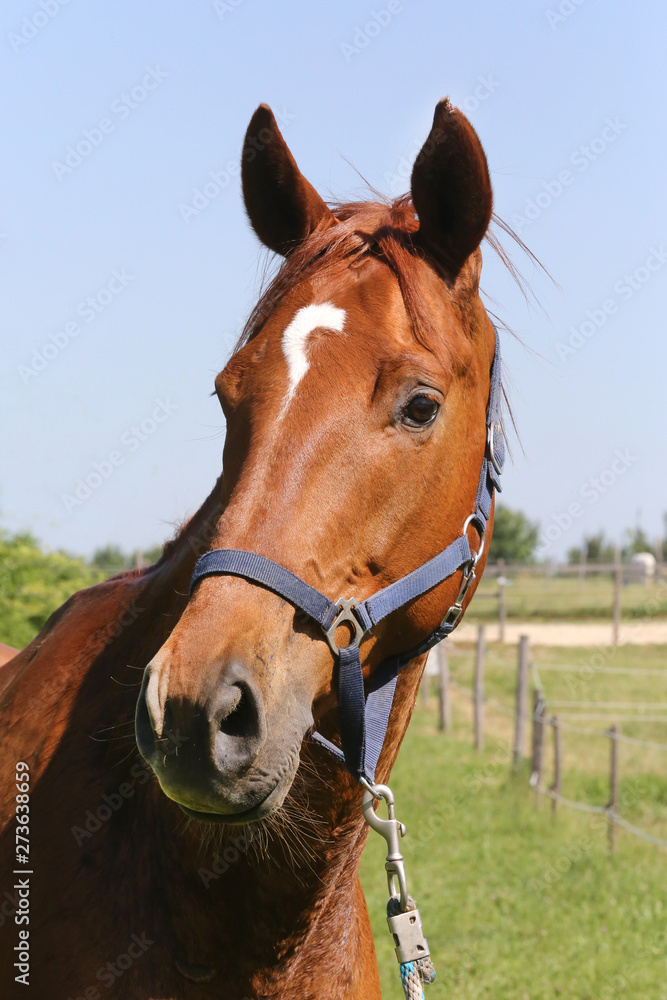 Fototapeta premium Portrait of a beautiful young purebred horse on a hot summer day