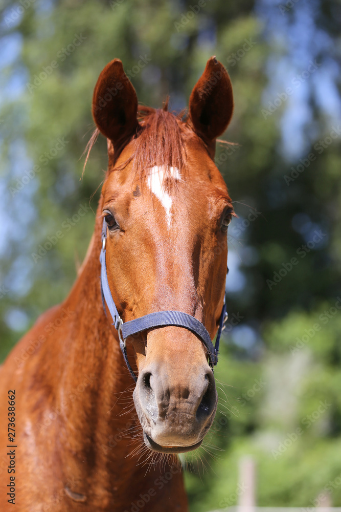 Naklejka premium Portrait of a beautiful young purebred horse on a hot summer day