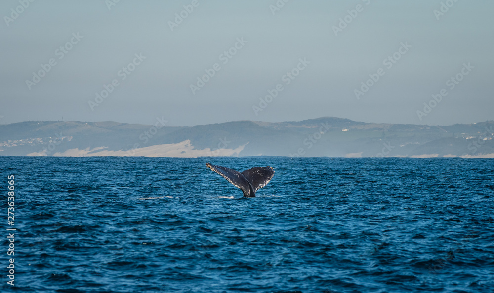 Obraz premium Humpback 3