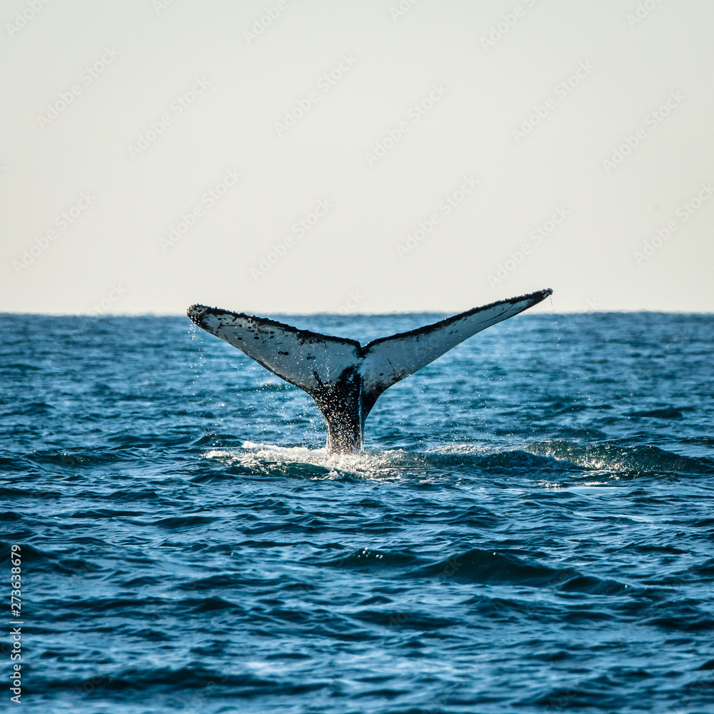 Fototapeta premium Humpback 4
