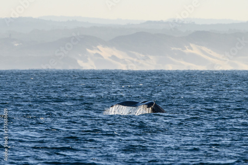 Humpback 1