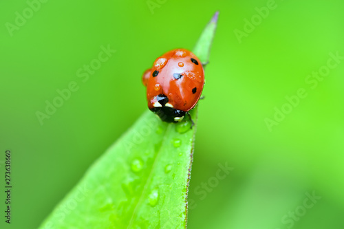 Macrophotography of large and red with black dots ladybug sitting on a plant afrer rain in the garden.
