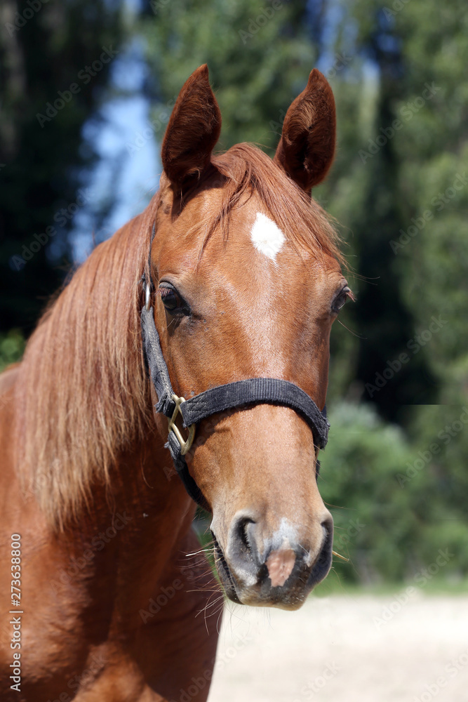 Head of a beautiful young sport horse in the corral summertime outdoors Head of a beautiful young sport horse in the corral summertime outdoors