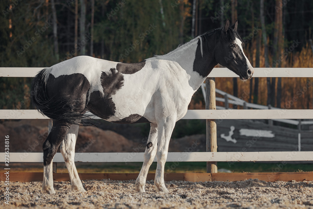 Black and white pinto horse