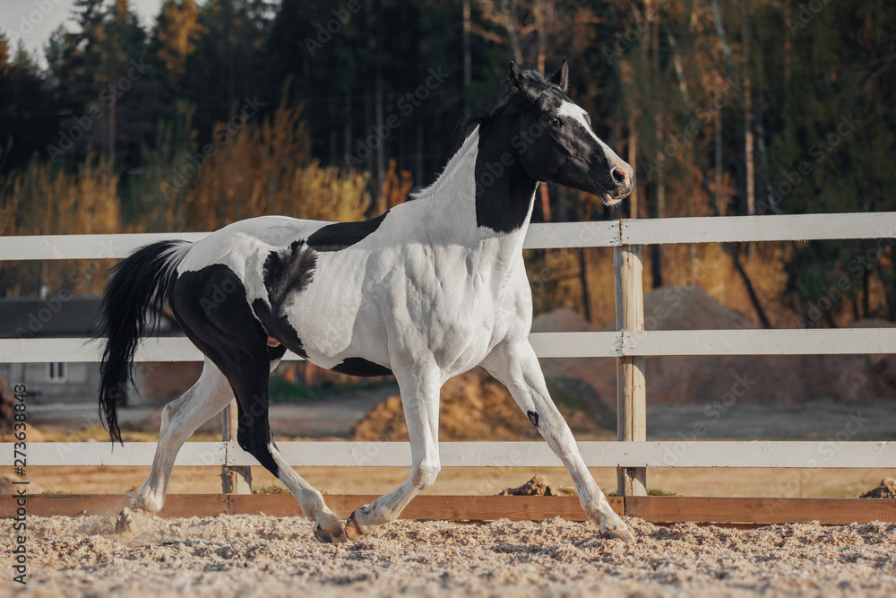 Black and white pinto horse