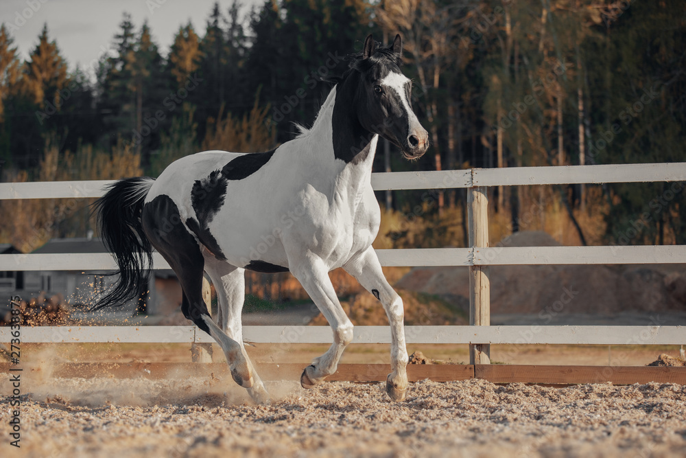 Black and white pinto horse