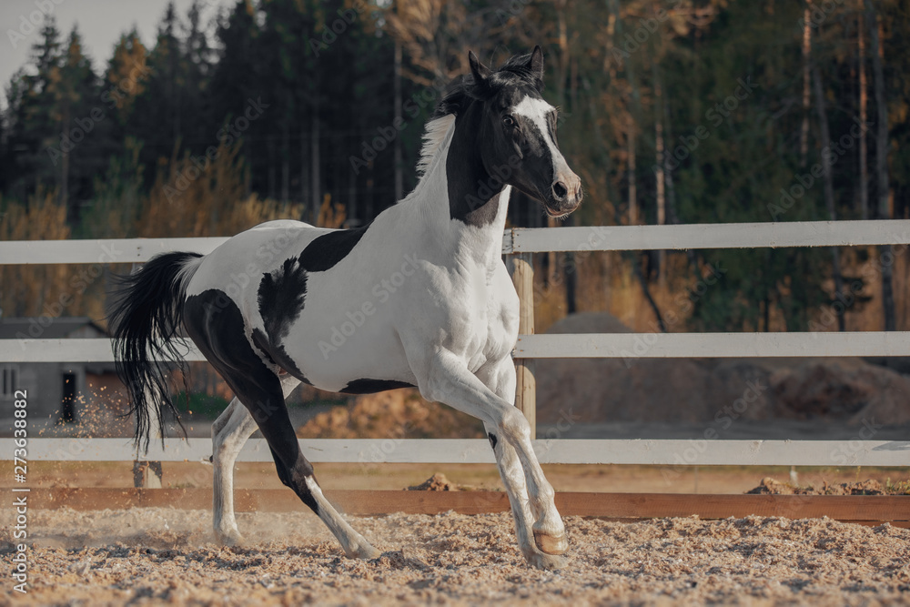 Black and white pinto horse