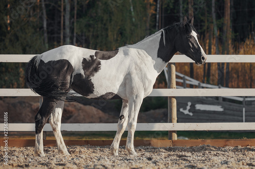 Obraz na płótnie Black and white pinto horse w salonie