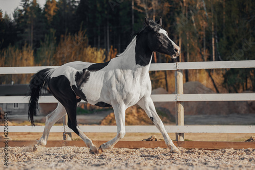 Obraz na płótnie Black and white pinto horse w salonie