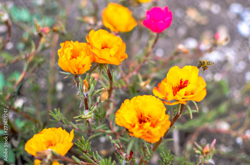 Colorful Purslane flowers in the garden. Orange moss rose  Portulaca  or Purslane background.