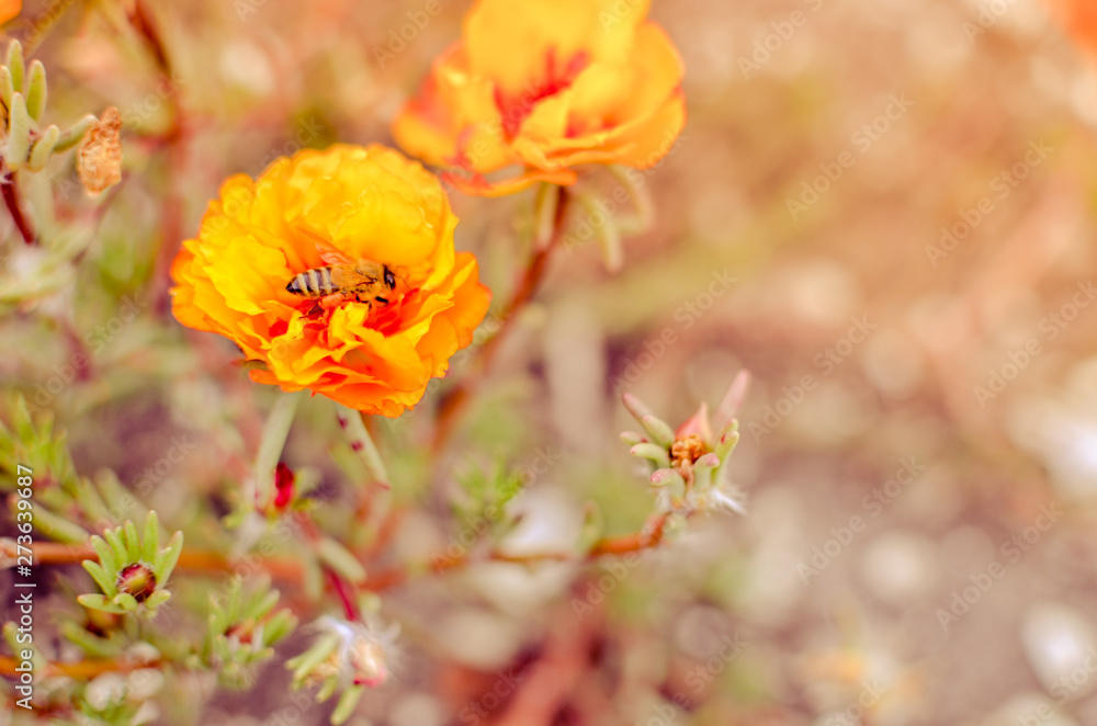 Colorful Purslane flowers in the garden with a bee. Orange moss rose, Portulaca, or Purslane background. Colorful Purslane flowers in the garden with a bee. Orange moss rose, Portulaca, or Purslane background.