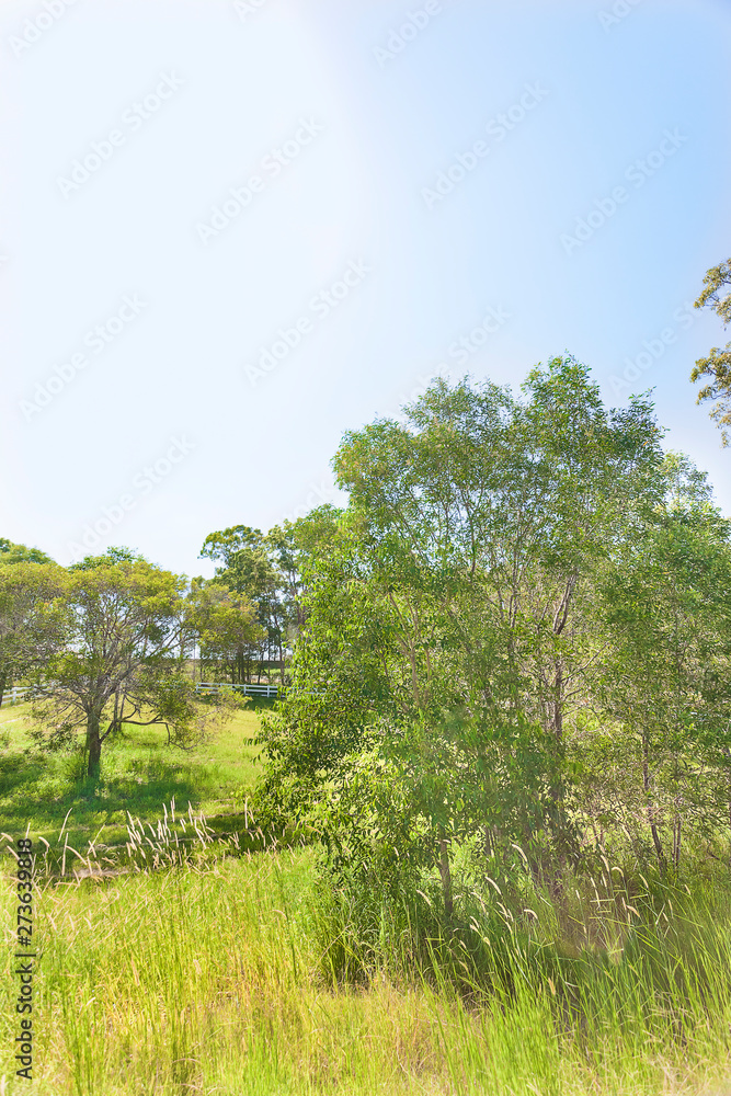 Obraz premium Huge natural forest tree near green grass.