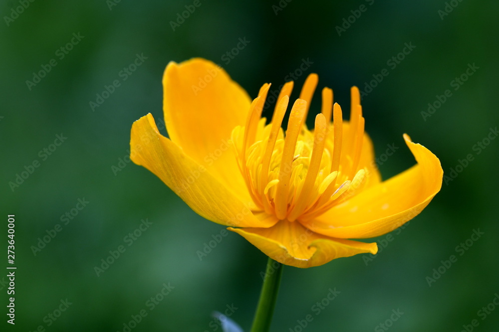Fototapeta premium the globe-flower Asian closeup